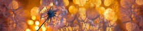 Кухонный фартук Мерцание Одуванчики золотистые 3 серебро в Камне-на-Оби - kamen-na-obi.katalogmebeli.com | фото 1