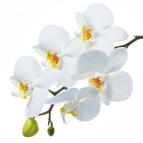 Стол обеденный Танго белый/Орхидея в Камне-на-Оби - kamen-na-obi.katalogmebeli.com | фото 3